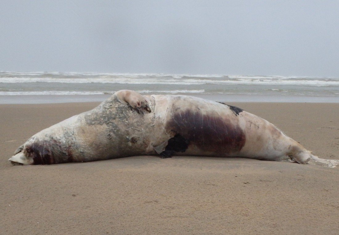 Dode grijze zeehond Noordwijk